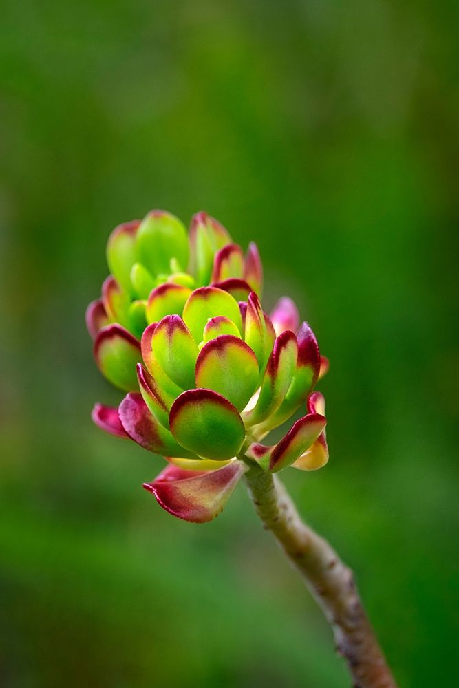 Stonecrop-Sedum